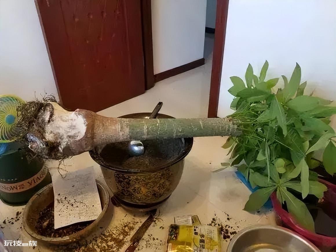 发财树风水摆放三不要(家里养发财树3个地方禁忌摆放)-图片4