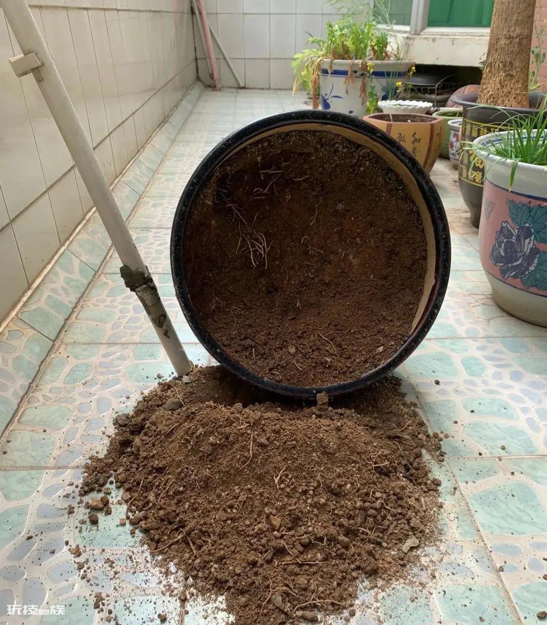 发财树风水摆放三不要(家里养发财树3个地方禁忌摆放)-图片5