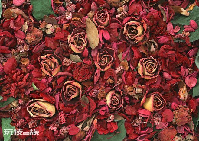 永生花是什么意思（为什么称为永不凋谢的鲜花）-图片3