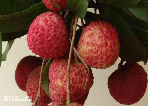 荔枝什么时候成熟季节(7月份荔枝会大量成熟上市)-图片2