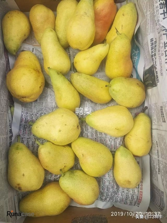 你觉得最好吃的梨是什么品种?全国好吃梨排行榜你会怎么排?-图片2